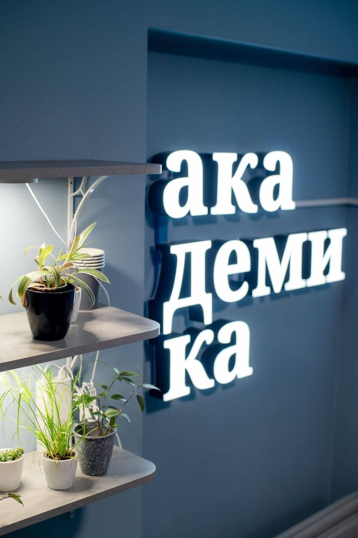 Полки с небольшими растениями в горшках освещены мягким светом